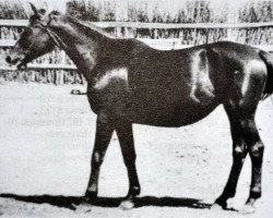 Zuchtstute Pticka (Russisch Trakehner, 1949, von Piligrim)