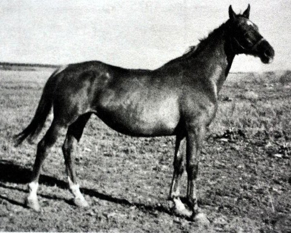 Zuchtstute Pevcaja (Russisch Trakehner, 1966, von Wympel)