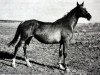 broodmare Pevcaja (Russian Trakehner, 1966, from Wympel)