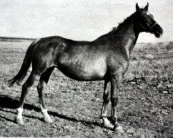 broodmare Pevcaja (Russian Trakehner, 1966, from Wympel)