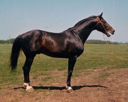 Deckhengst Motor (Russisch Trakehner, 1966, von Ostrjak 9)