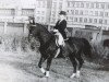 stallion Progress (Russian Trakehner, 1965, from Grzesznik)