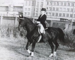 Deckhengst Progress (Russisch Trakehner, 1965, von Grzesznik)