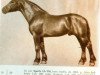 stallion Sports (Latvian Warmblood, 1951, from Spekonis)