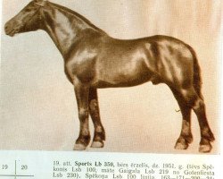 Deckhengst Sports (Lettisches Warmblut, 1951, von Spekonis)