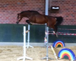 jumper Stachato (Hanoverian, 2015, from Stakkato Gold)