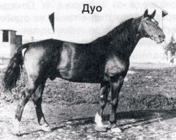 stallion Duo (Hanoverian, 1954, from Duellant 3586)