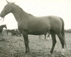 broodmare Demografija (Hanoverian, 1970, from Duo)