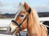 horse Harvey (Haflinger, 1995, from Nelmut (9,375% ox))