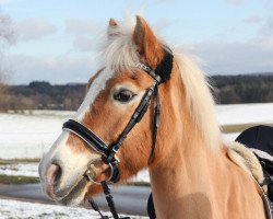 horse Harvey (Haflinger, 1995, from Nelmut (9,375% ox))