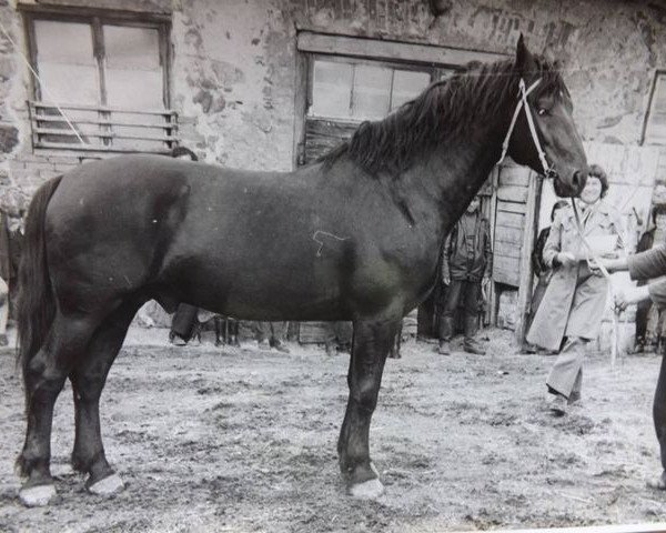 stallion Miljons (Latvian Warmblood, 1970, from Andis)