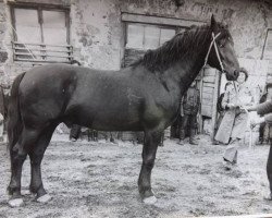 Deckhengst Miljons (Lettisches Warmblut, 1970, von Andis)