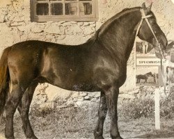 stallion Savietis (Latvian Warmblood, 1969, from Sudrabs)