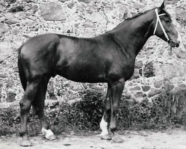 stallion Goldfiss (Hanoverian, 1973, from Guenther 3082)