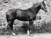 stallion Goldfiss (Hanoverian, 1973, from Guenther 3082)