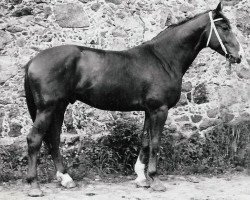 stallion Goldfiss (Hanoverian, 1973, from Guenther 3082)