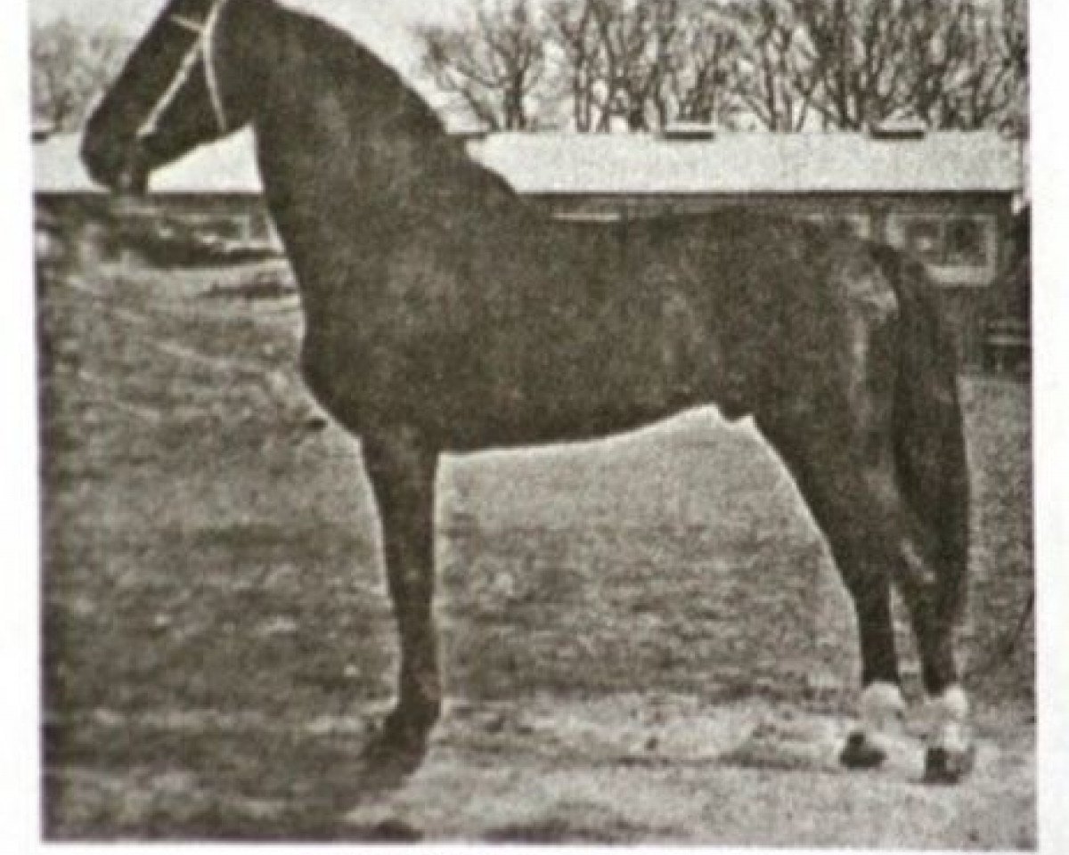 stallion Aceton (Holsteiner, 1967, from Aldato)