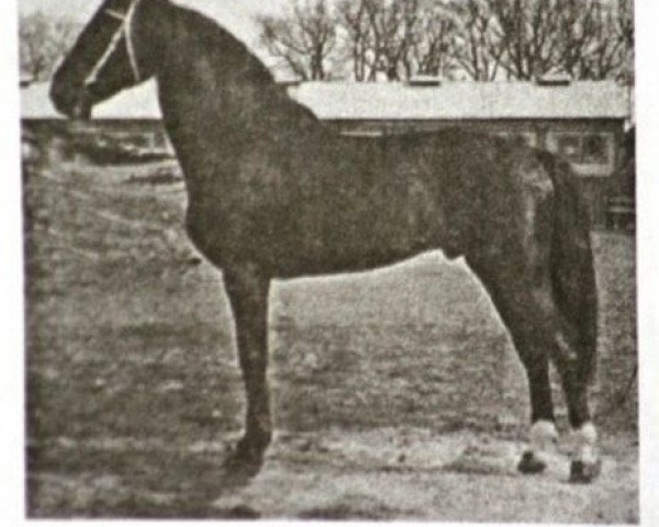 Deckhengst Aceton (Holsteiner, 1967, von Aldato)