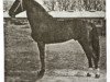 stallion Aceton (Holsteiner, 1967, from Aldato)