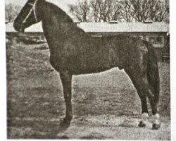 stallion Aceton (Holsteiner, 1967, from Aldato)