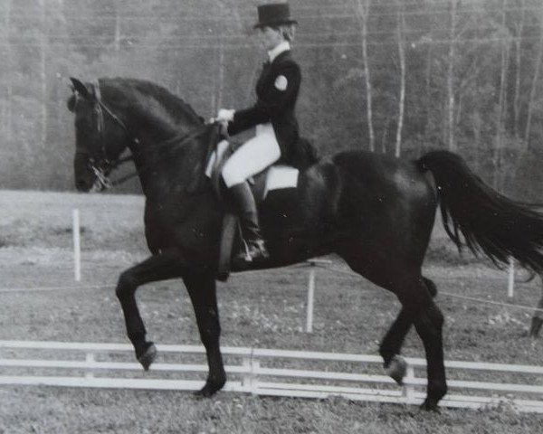 stallion Albion (Russian Warmblood, 1976, from Aceton)