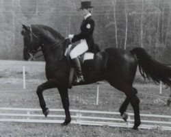 Deckhengst Albion (Russisches Warmblut, 1976, von Aceton)