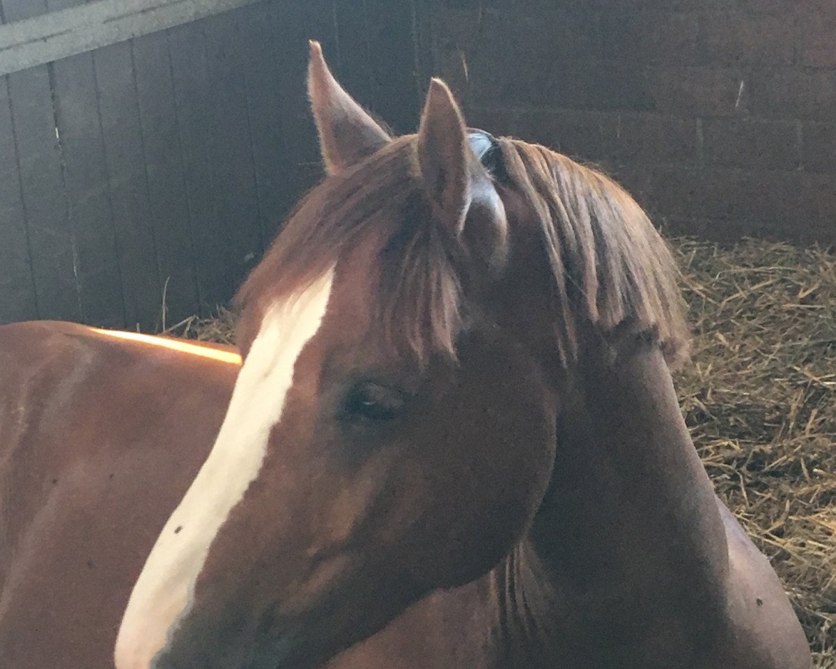 dressage horse Savay Million Miles (Welsh-Cob (Sek. D), 2011, from Zest Mister Zap)