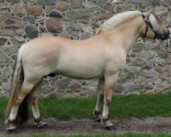 stallion Tyfon Skovå (Fjord Horse, 2012, from Trollfin)