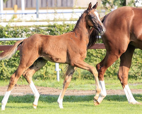 dressage horse Falk Don Claudio (Hanoverian, 2017, from Finnigan)