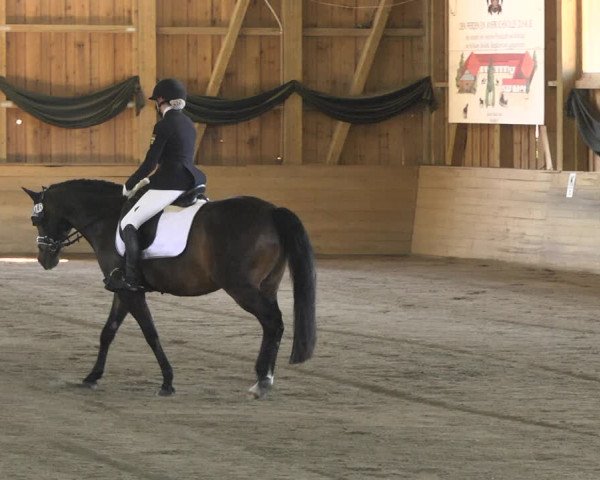 Reitturnier Pellheim-Gerblhof 2018