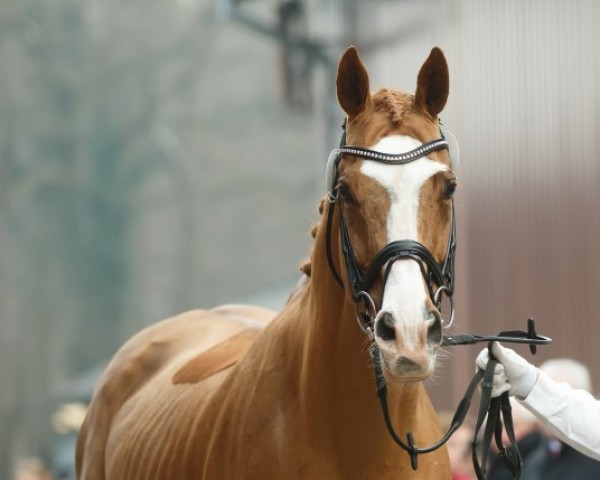 stallion Mount Etna xx (Thoroughbred, 2002, from Mister Baileys xx)