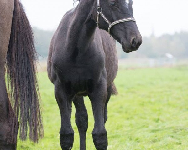 broodmare INES DE BELLEZA Z (Zangersheide riding horse, 2017, from I'm Special de Muze)