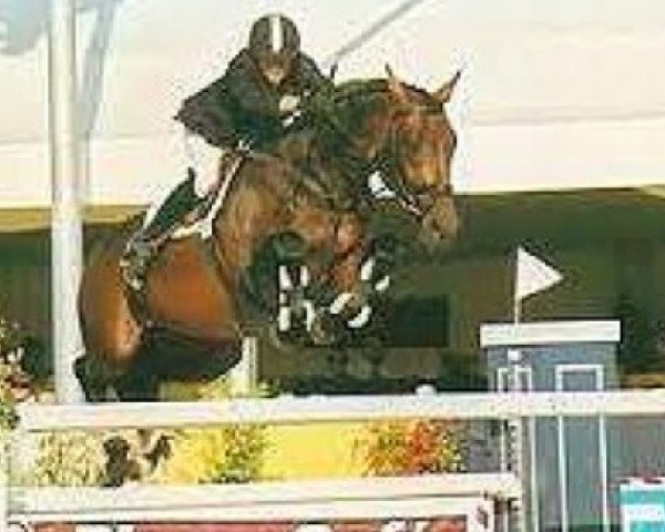 stallion Ishan du Cerisier (Dutch Warmblood, 1990, from Wellington)