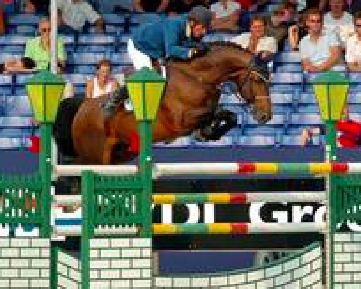 stallion Up to Date Miltoo (Belgian Warmblood, 1997, from Darco)