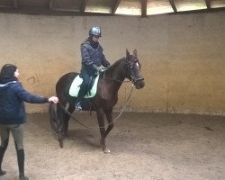 broodmare Pia (German Riding Pony, 2003, from Pernod)