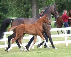 stallion Ben (German Sport Horse, 2017, from Ben Benicio)