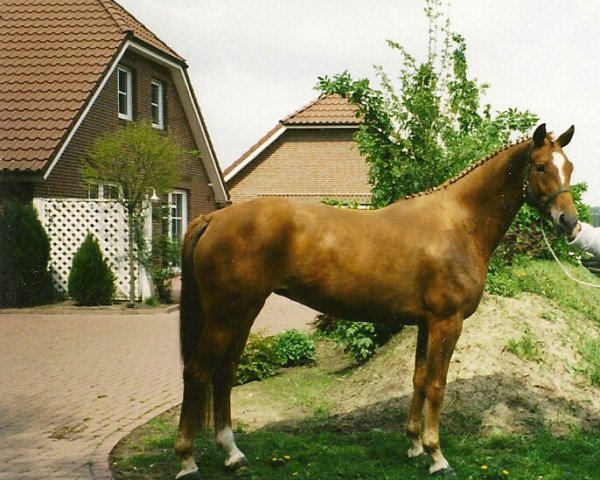 broodmare Werra (Oldenburg, 1993, from Welton)