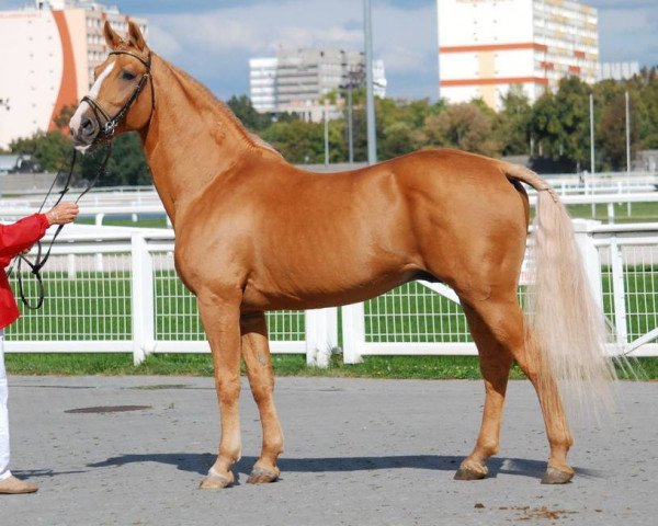 stallion Ramon (Hungarian Warmblood, 2003, from Szalkszentmarton Ritmus)