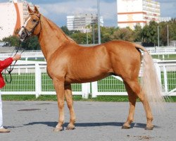 stallion Ramon (Hungarian Warmblood, 2003, from Szalkszentmarton Ritmus)