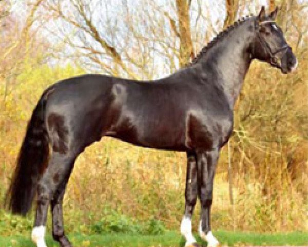 dressage horse Hampton (Hanoverian, 2004, from His Highness)