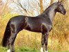 stallion Hampton (Hanoverian, 2004, from His Highness)