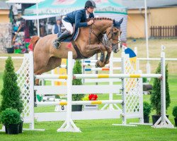 jumper Gigant 'B' (Belgian Warmblood, 2006, from Chatman)