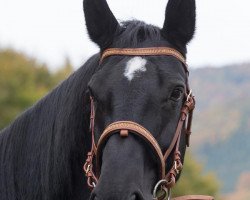 Pferd Angelik (Alt Württemberger, 2007, von Atilla)