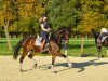 dressage horse Ryano 3 (Westphalian, 2009, from Rock Forever NRW)