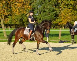 dressage horse Ryano 3 (Westphalian, 2009, from Rock Forever NRW)