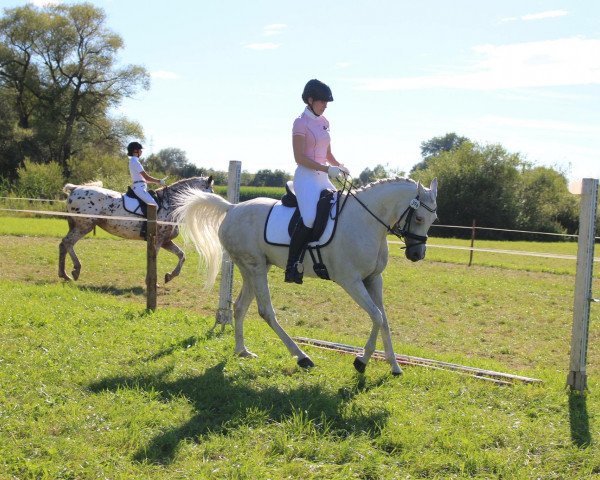 dressage horse Tairua T (unknown, 2004)