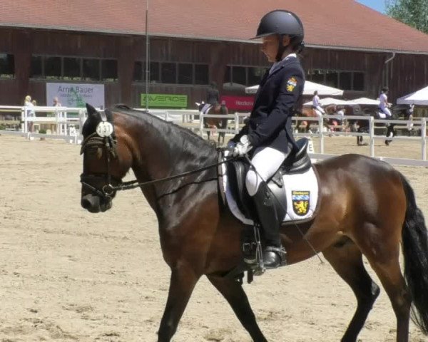 Reitturnier Pellheim-Gerblhof 2018