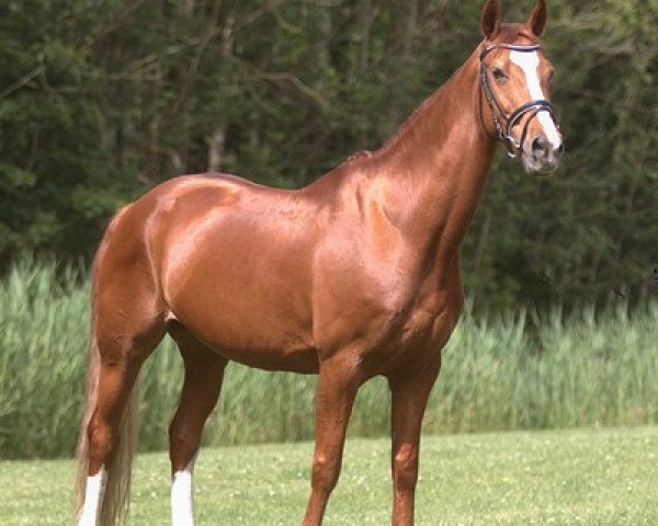 Pferd Vodorette (Nederlands Rijpaarden en Pony, 2002, von Disconto)