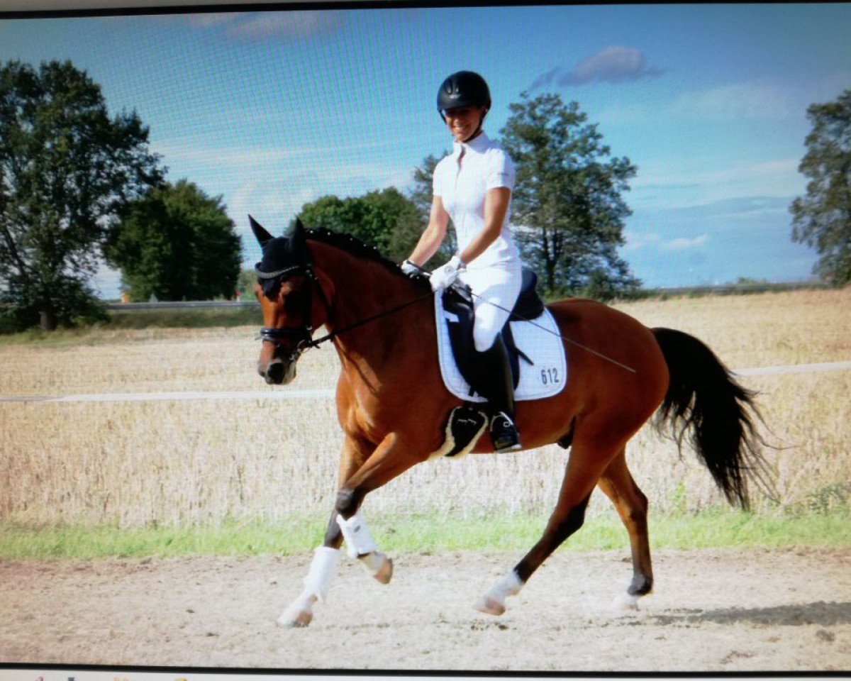 dressage horse Nobelisk (German Riding Pony, 2011, from Nemax)