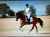 dressage horse Nobelisk (German Riding Pony, 2011, from Nemax)